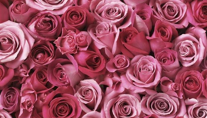 pink-roses-wallpaper-5