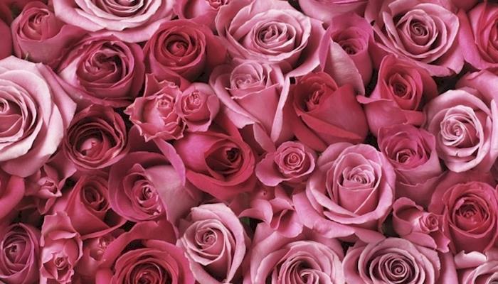 pink-roses-wallpaper-5870